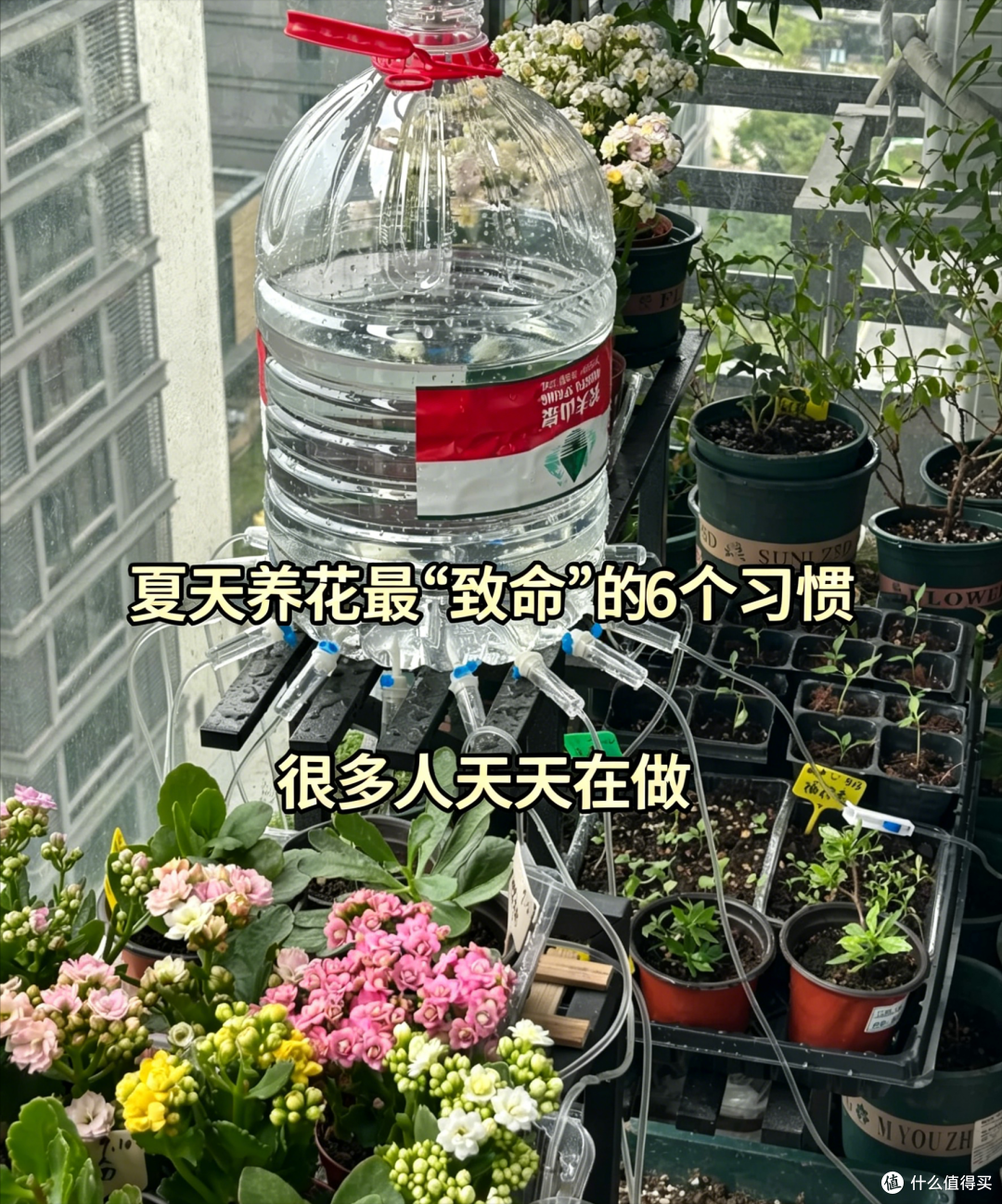 夏天养花最“致命”的6个习惯，很多人天天都在做，难怪黄叶烂根