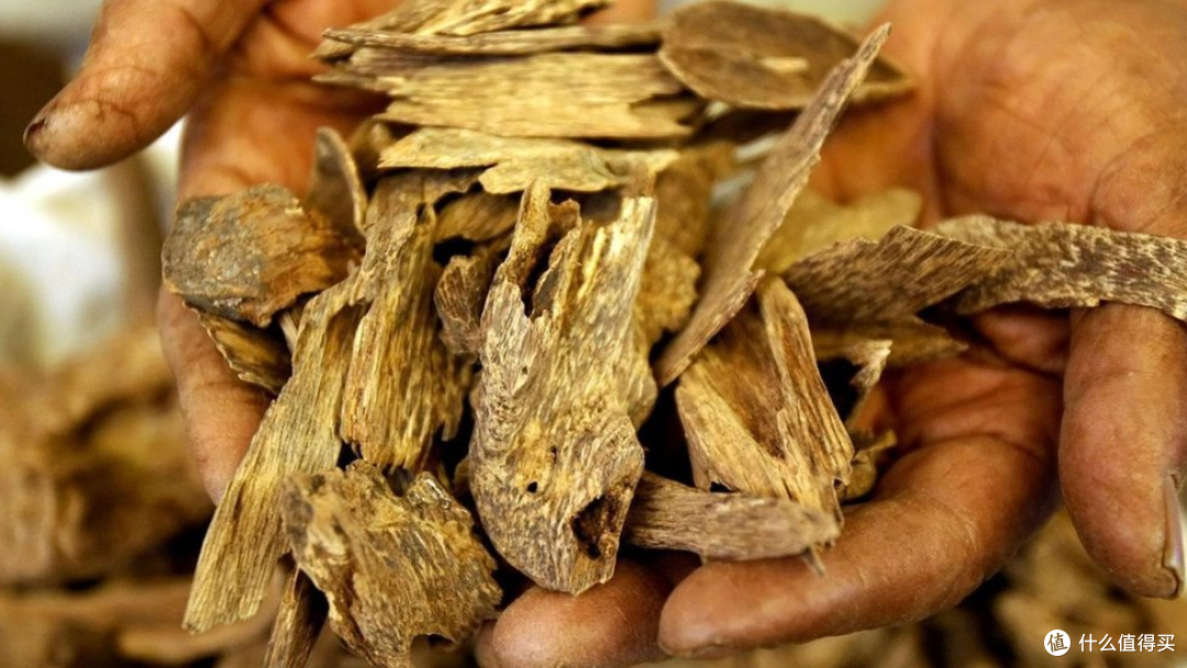香水进阶避坑指南：甜香易找，好苦难求，玩香水的终点站：苦