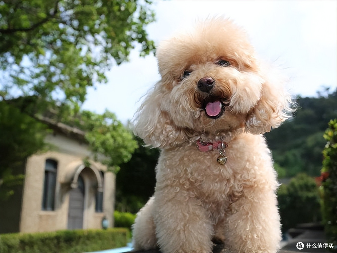 2026年4月贵宾犬狗粮推荐,呵护肠胃、颜值越吃越高!