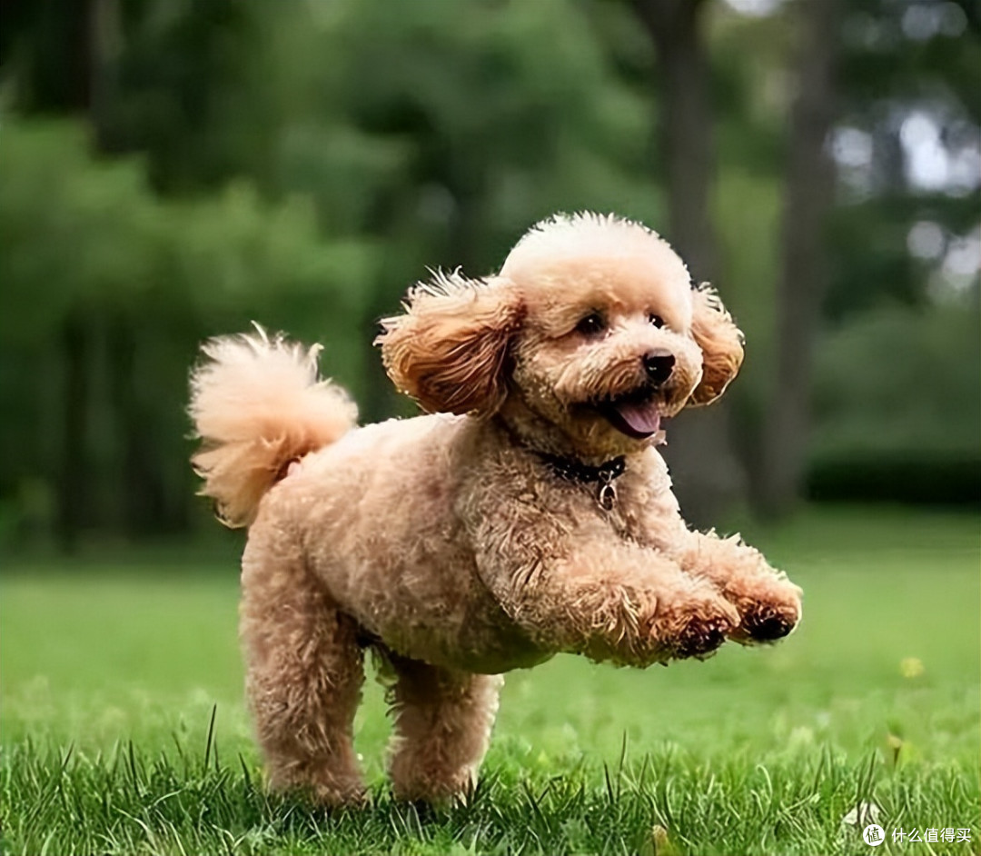 2026年4月贵宾犬狗粮推荐,呵护肠胃、颜值越吃越高!