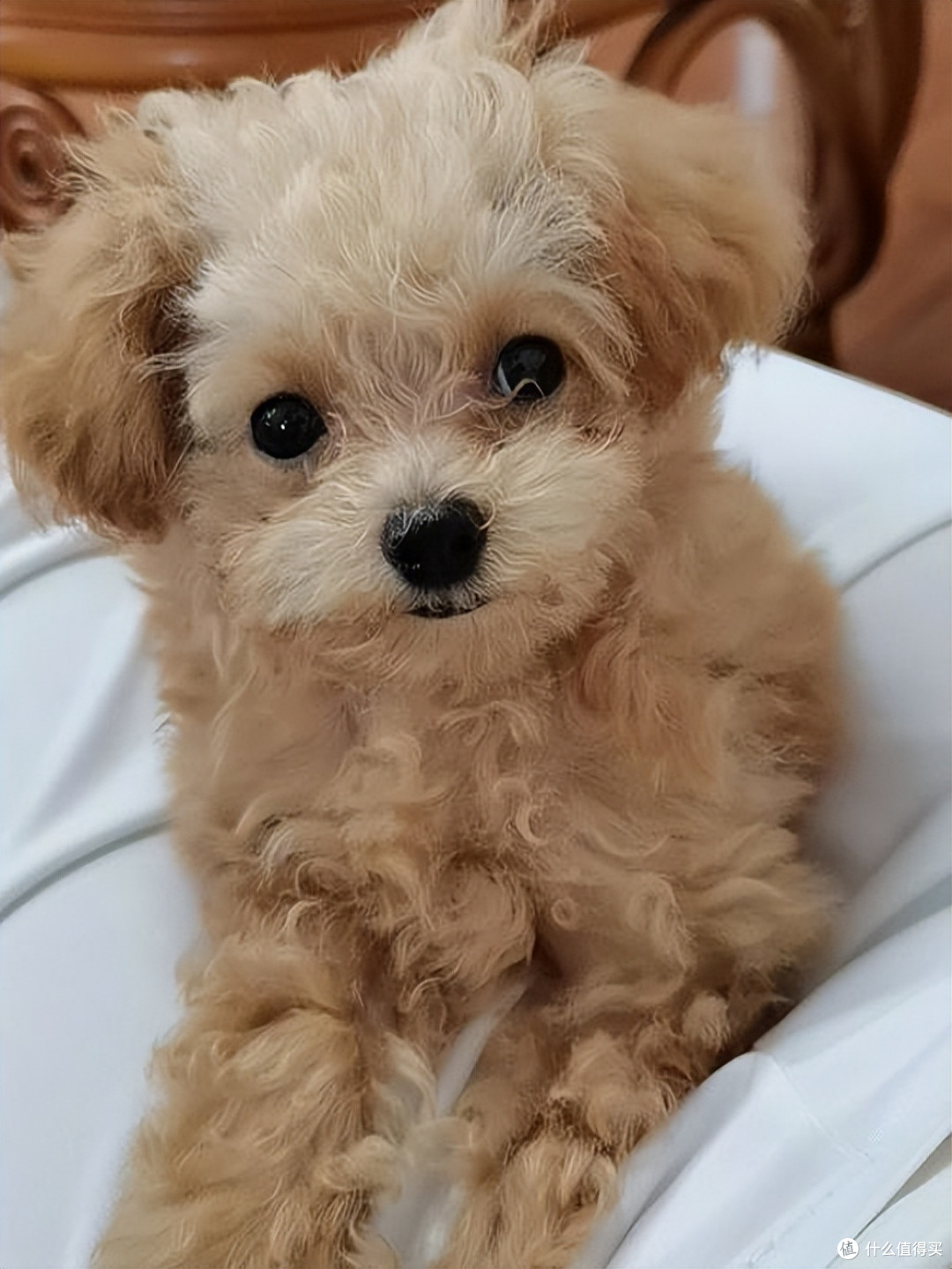 2026年4月贵宾犬狗粮推荐,呵护肠胃、颜值越吃越高!