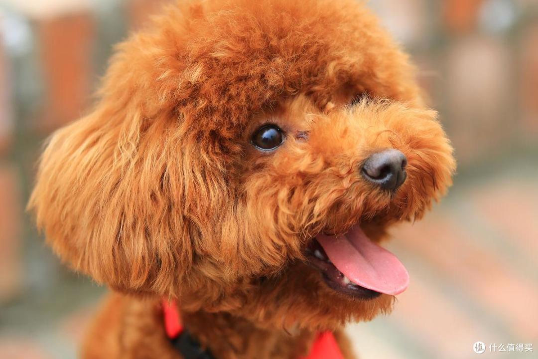 2026年4月贵宾犬狗粮推荐,呵护肠胃、颜值越吃越高!