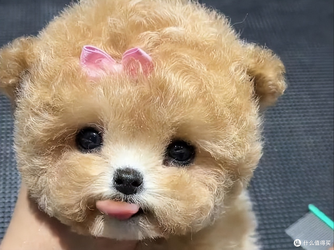 2026年4月贵宾犬狗粮推荐,呵护肠胃、颜值越吃越高!