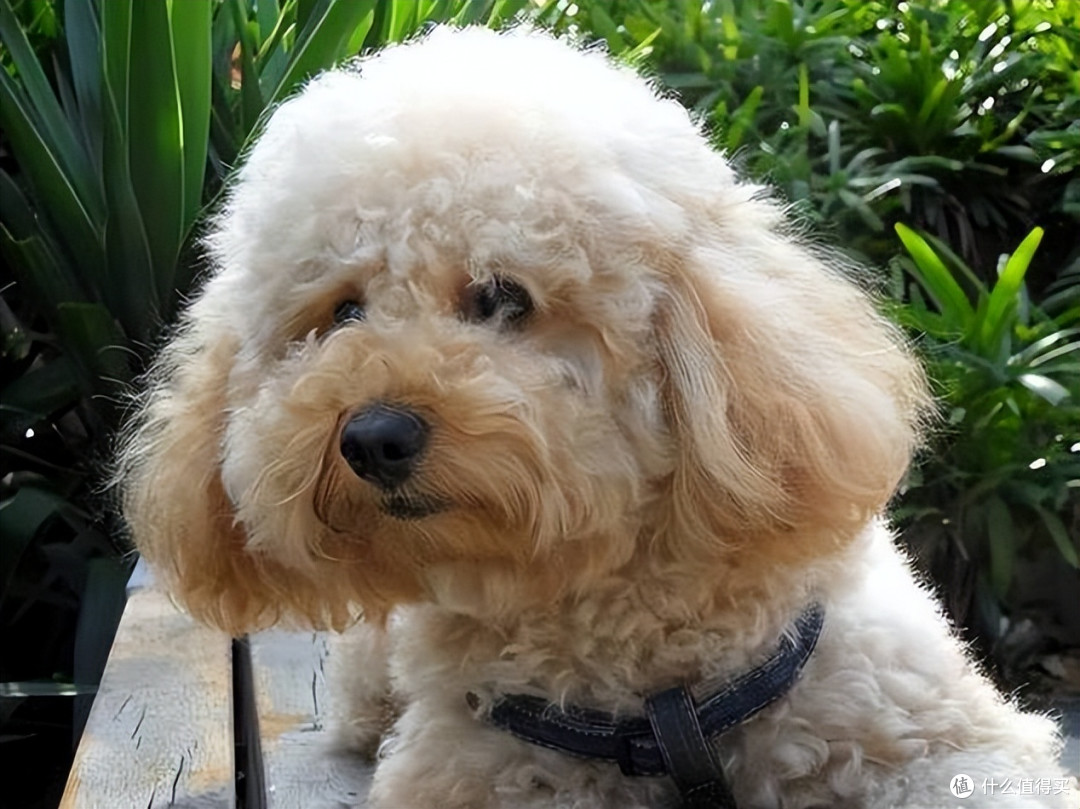 2026年4月贵宾犬狗粮推荐,呵护肠胃、颜值越吃越高!