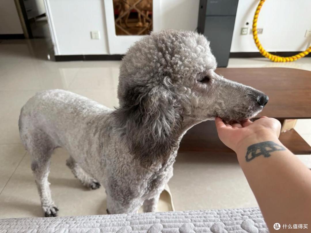 2026年4月贵宾犬狗粮推荐,呵护肠胃、颜值越吃越高!