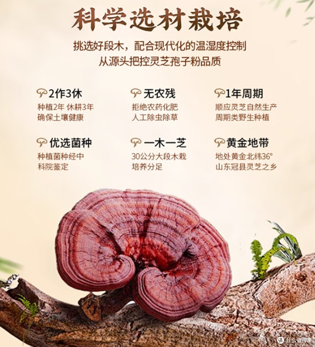 2026年灵芝孢子粉良心推荐:纯原料高含量是硬道理