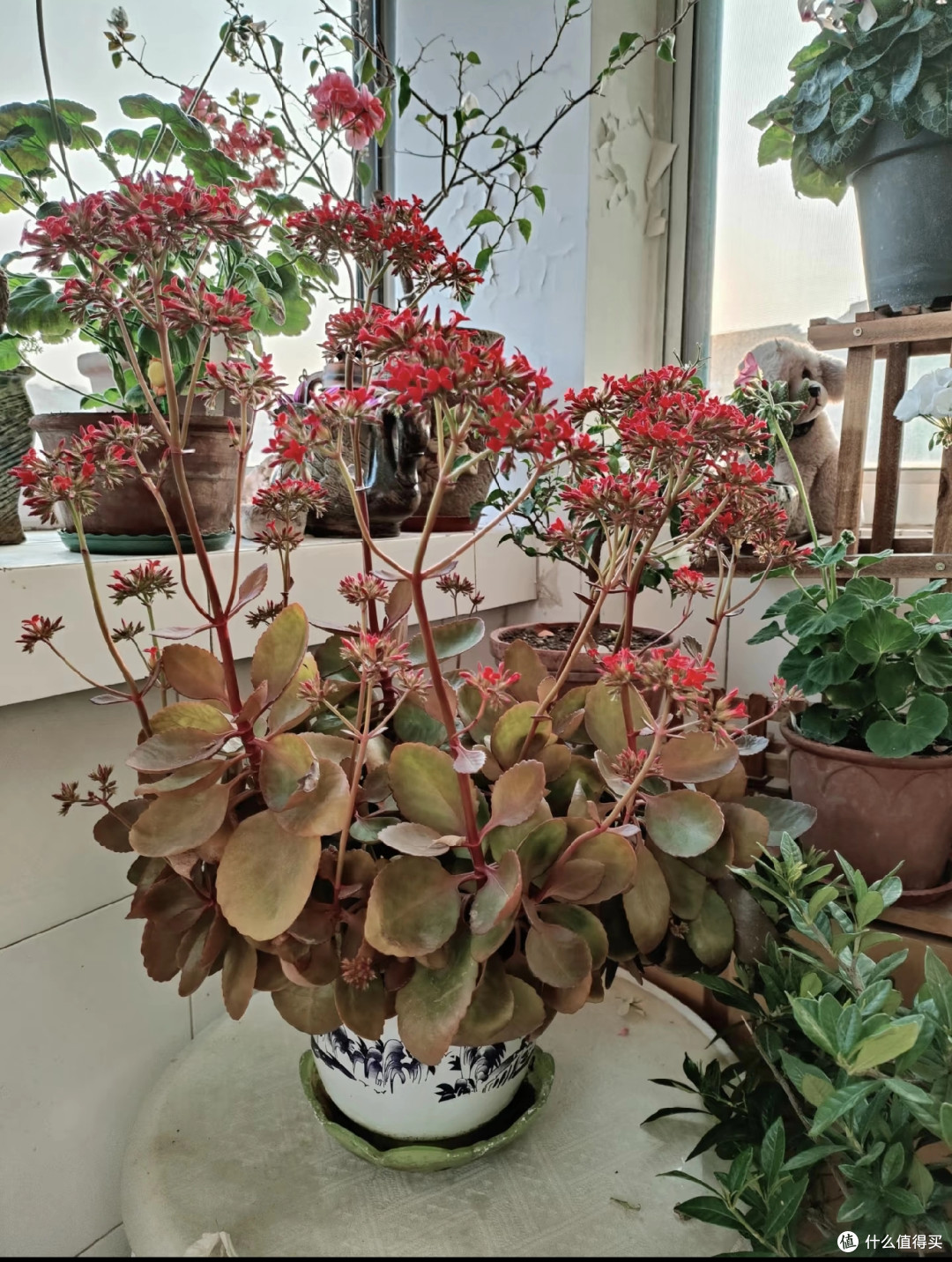 河北阿姨养10年的“长寿花花桩”走红，花开上万朵，又美又高级