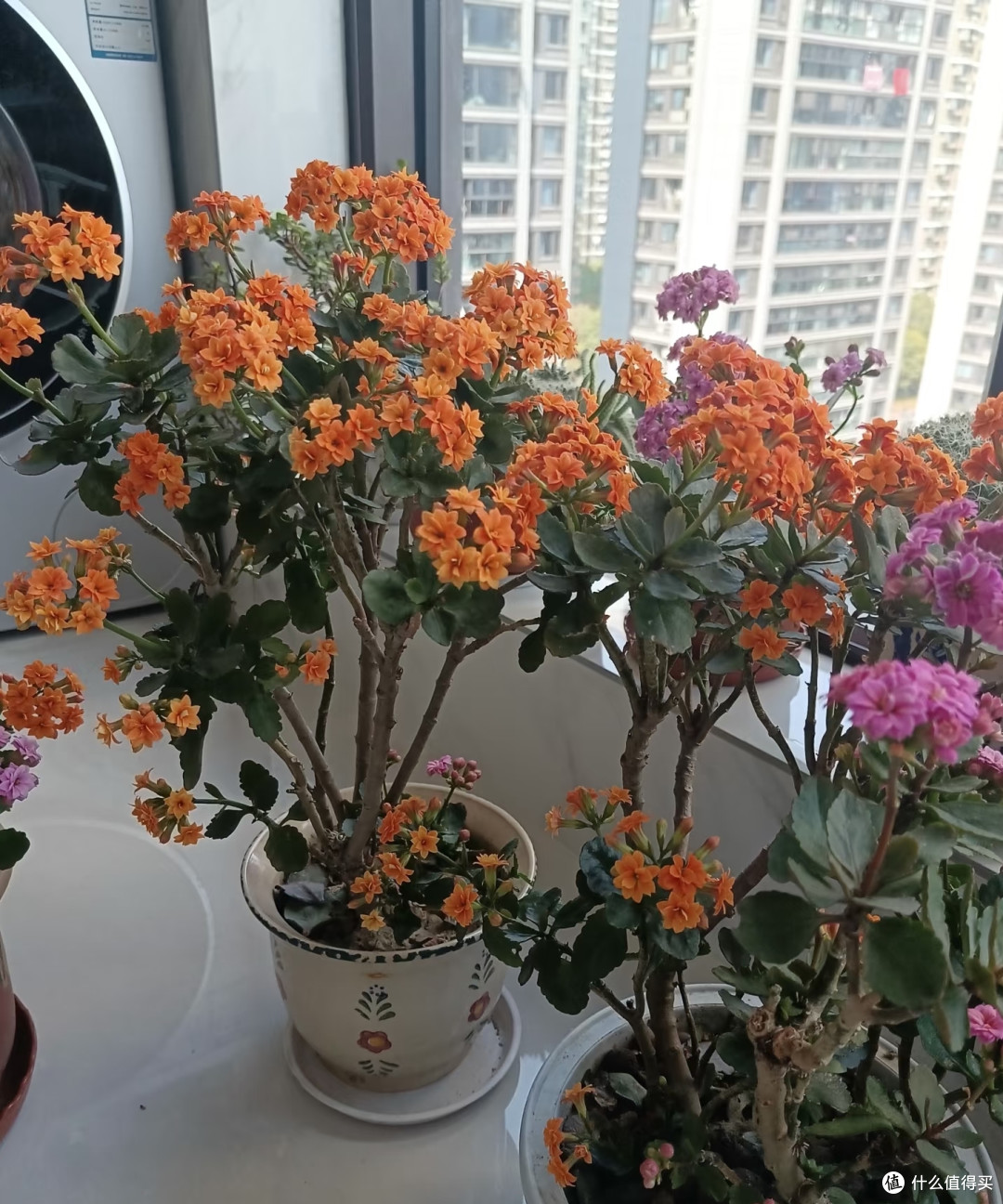 河北阿姨养10年的“长寿花花桩”走红，花开上万朵，又美又高级