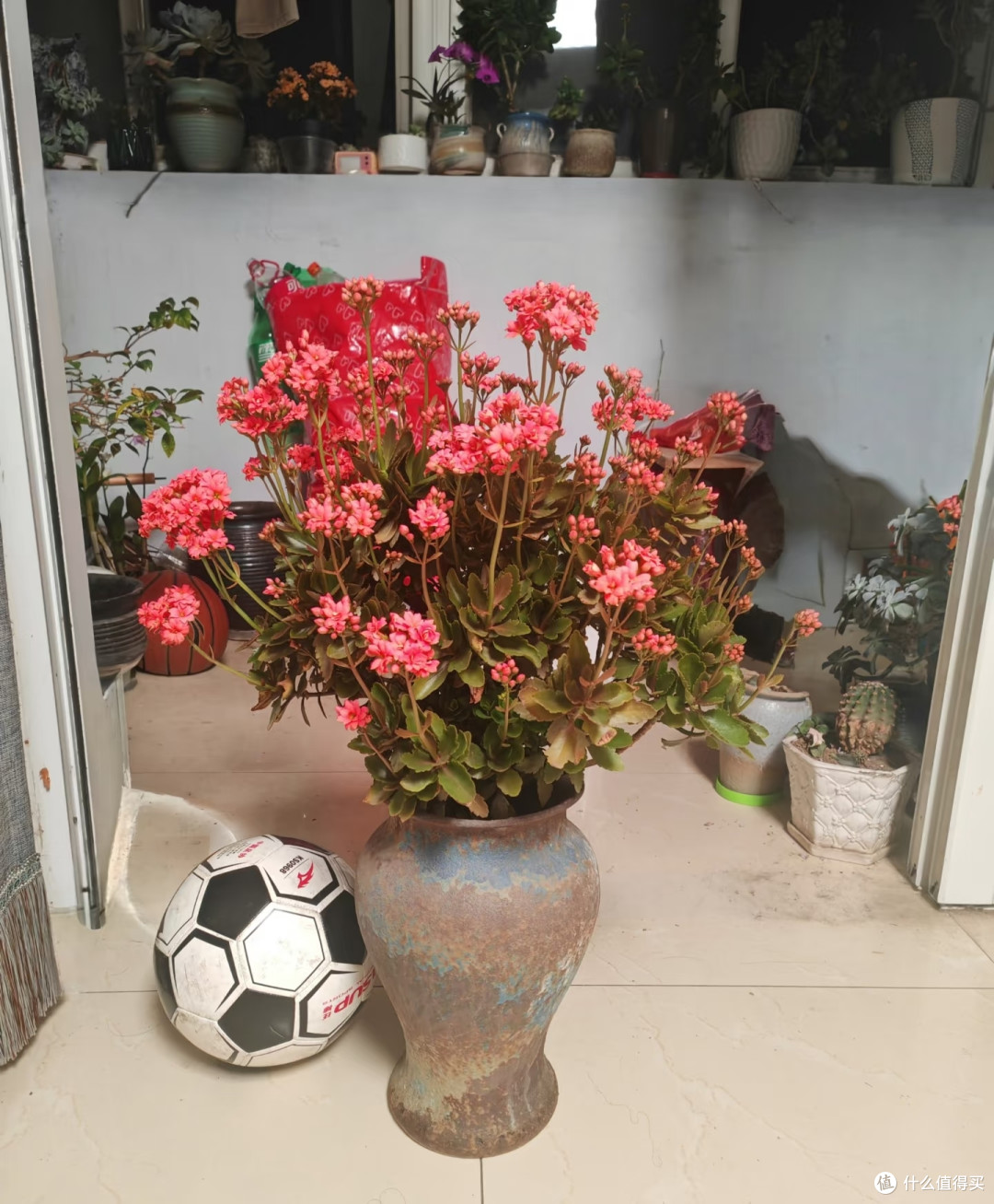 河北阿姨养10年的“长寿花花桩”走红，花开上万朵，又美又高级