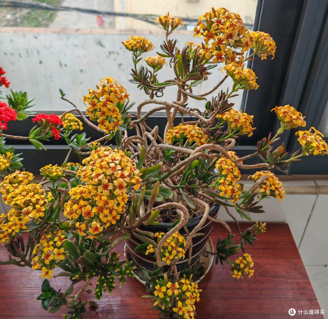 河北阿姨养10年的“长寿花花桩”走红，花开上万朵，又美又高级