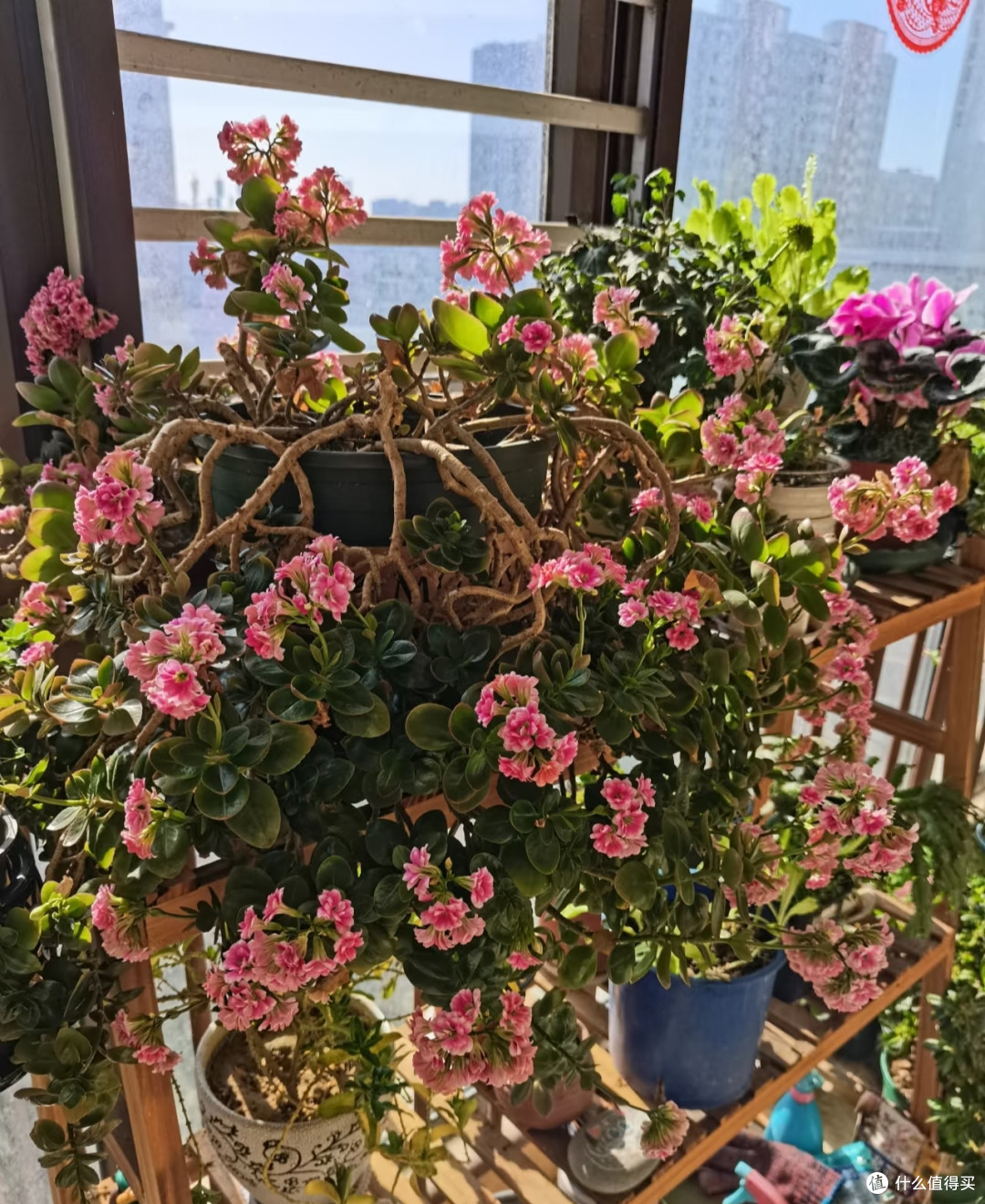 河北阿姨养10年的“长寿花花桩”走红，花开上万朵，又美又高级
