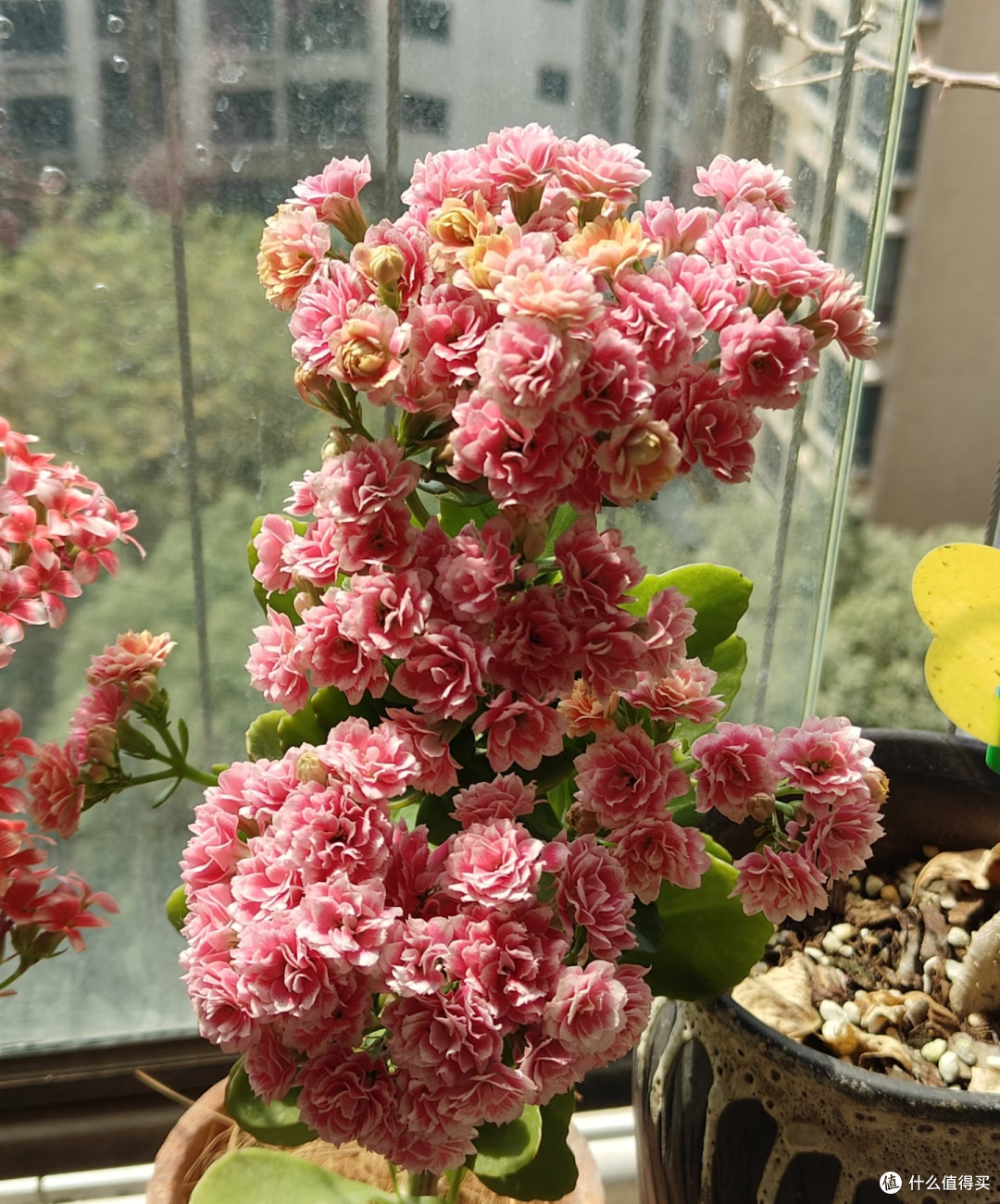 河北阿姨养10年的“长寿花花桩”走红，花开上万朵，又美又高级
