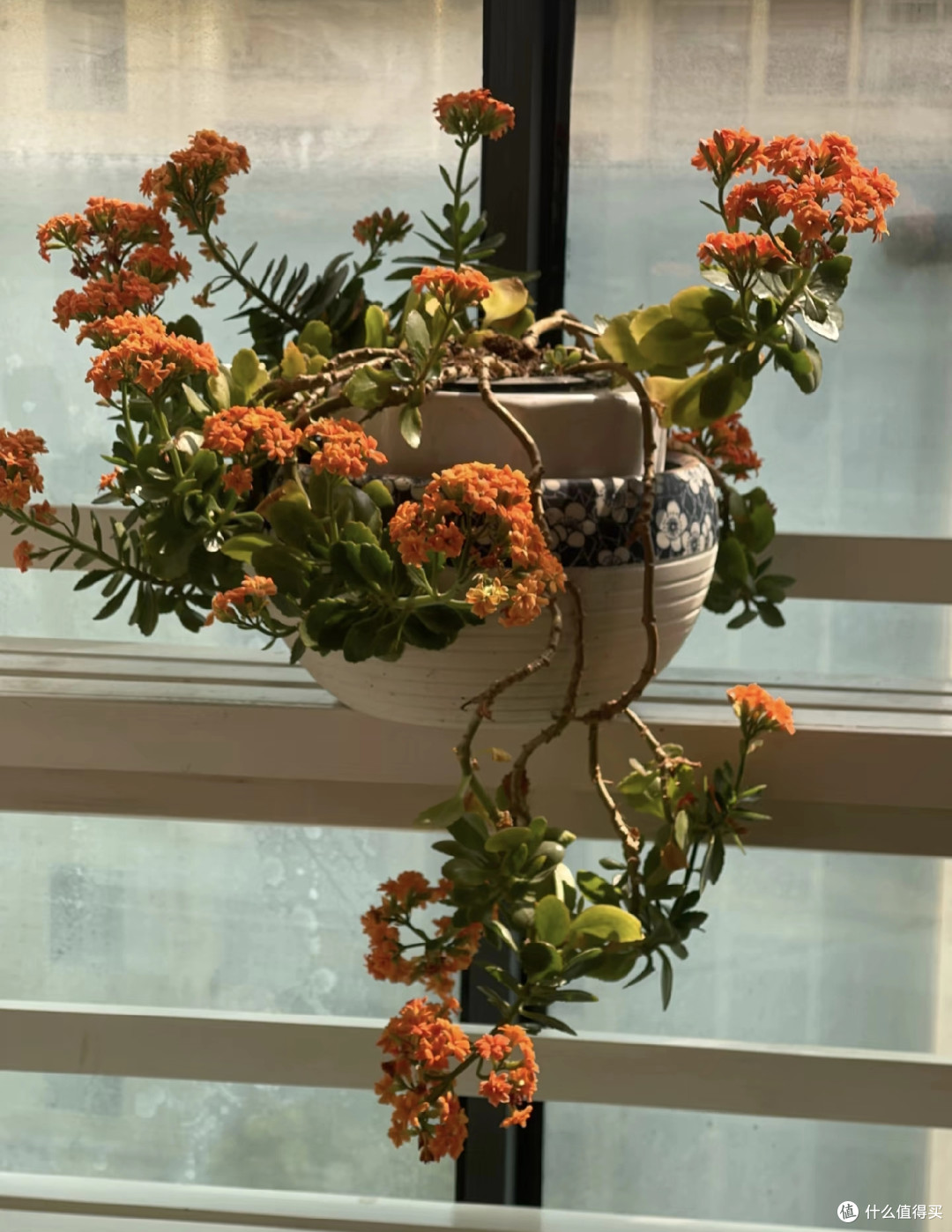 河北阿姨养10年的“长寿花花桩”走红，花开上万朵，又美又高级