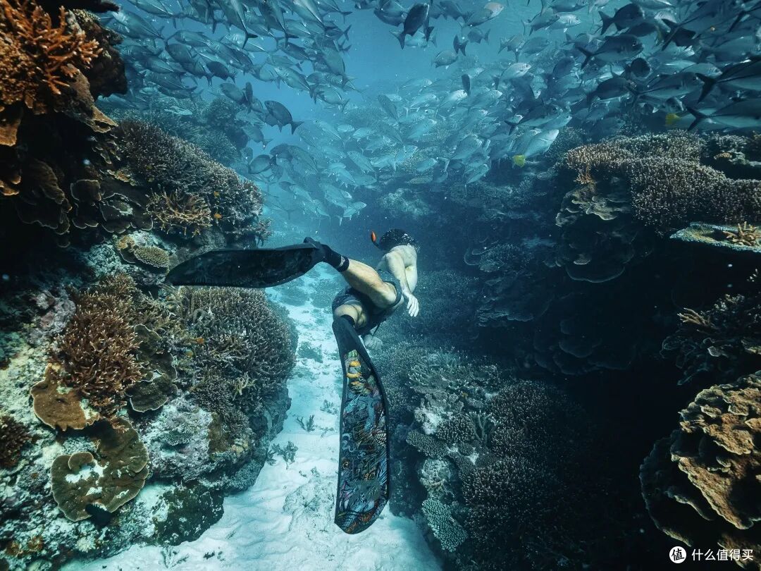 ● Lady Elliot Island, Great Barrier Reef, Queensland  📷 / © Tourism and Events Queensland