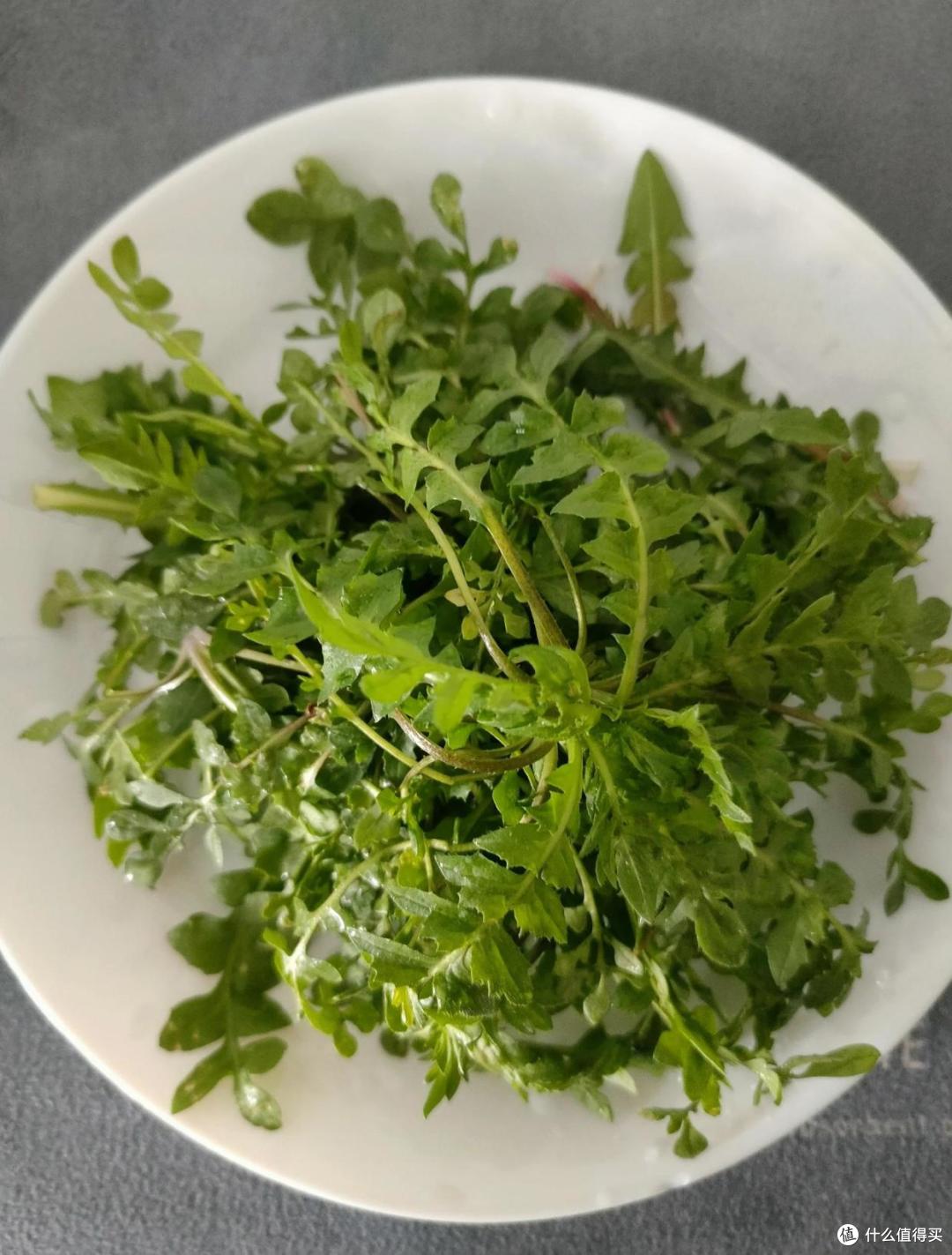 春食野趣！广东 6 种家常野菜，一口解锁岭南春日鲜