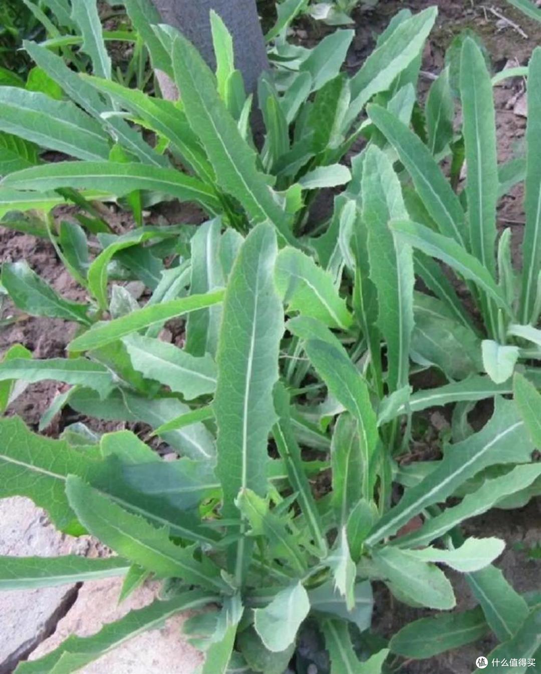 春食野趣！广东 6 种家常野菜，一口解锁岭南春日鲜