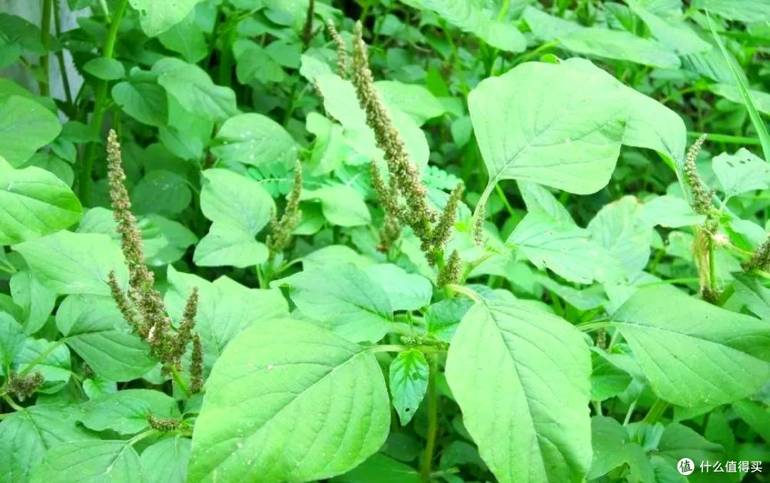 春食野趣！广东 6 种家常野菜，一口解锁岭南春日鲜