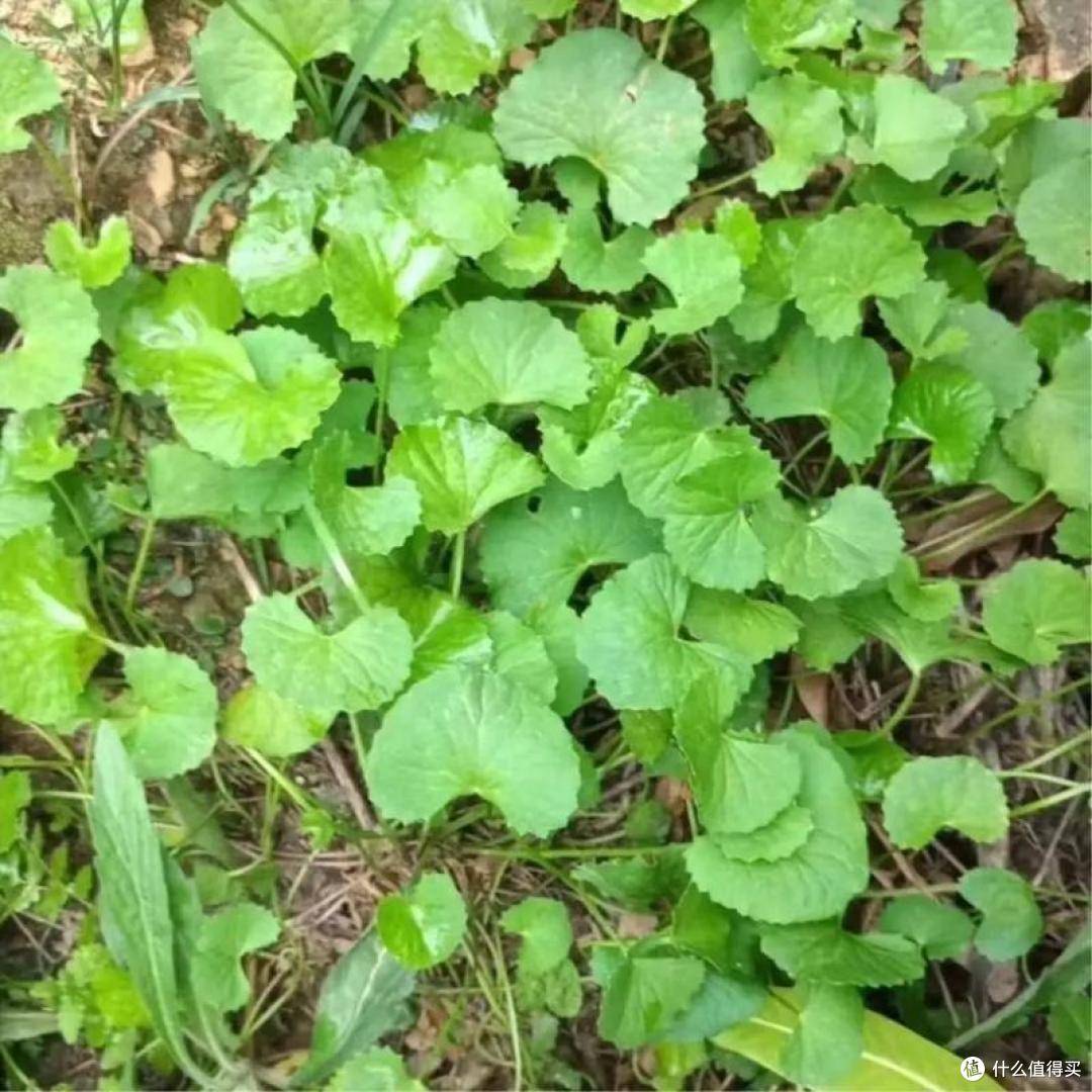 春食野趣！广东 6 种家常野菜，一口解锁岭南春日鲜