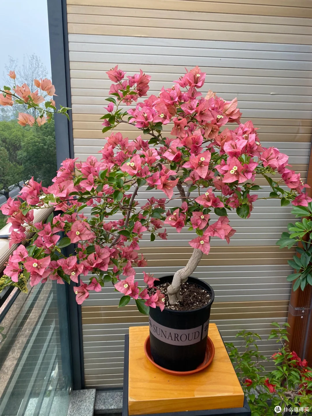 三角梅有“5怕”，难怪只长叶不开花，及时纠正，开花一茬接一茬