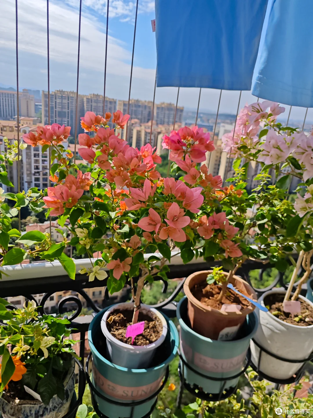 三角梅有“5怕”，难怪只长叶不开花，及时纠正，开花一茬接一茬