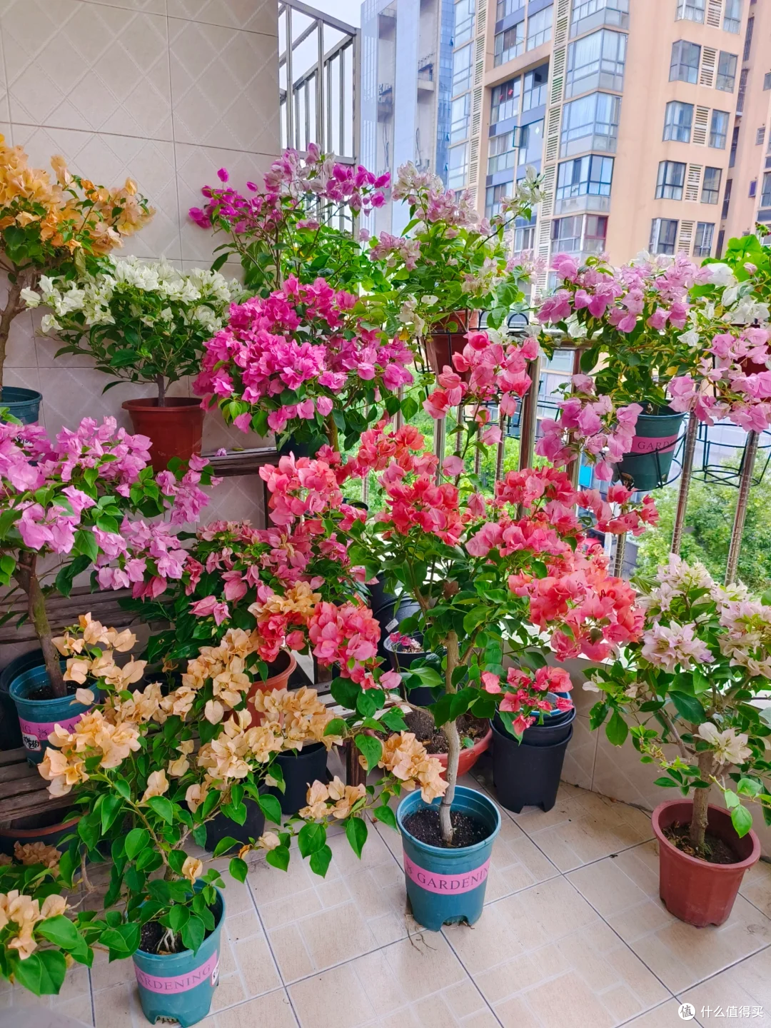 三角梅有“5怕”，难怪只长叶不开花，及时纠正，开花一茬接一茬