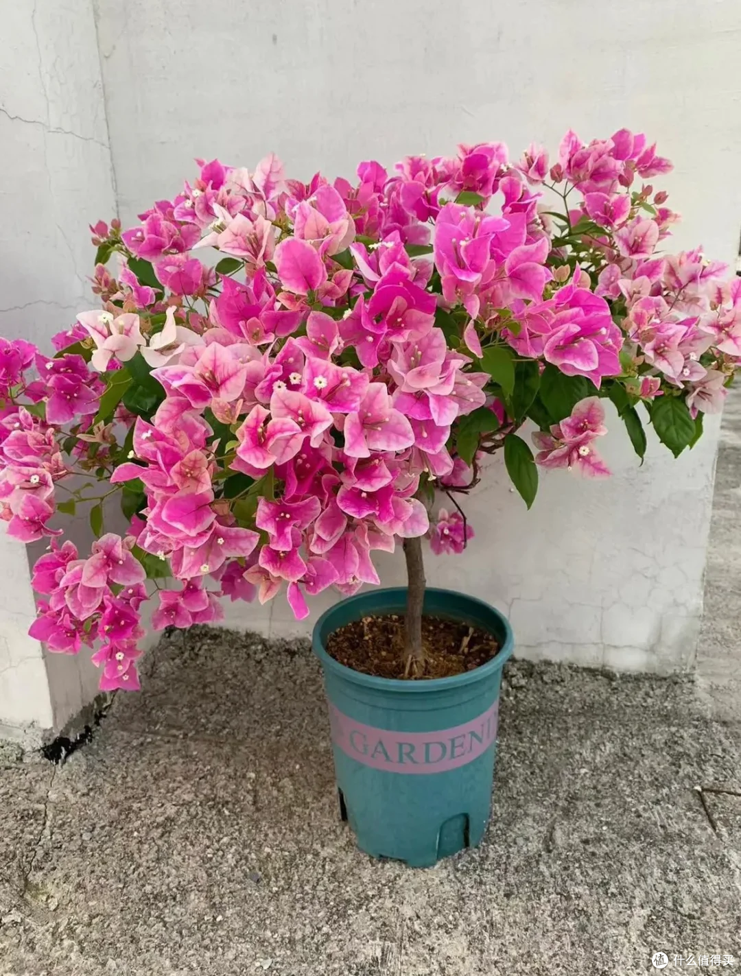 三角梅有“5怕”，难怪只长叶不开花，及时纠正，开花一茬接一茬