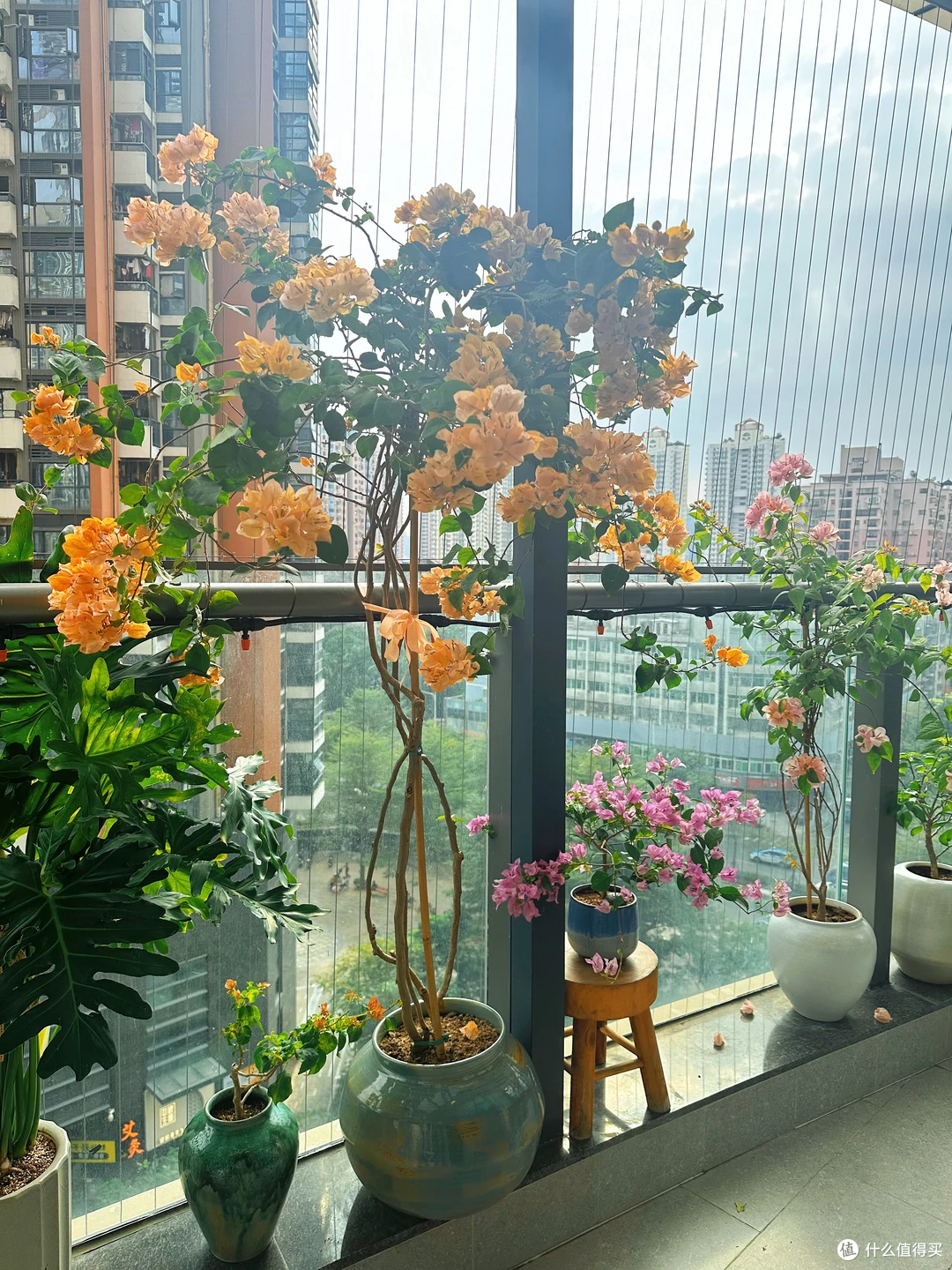 三角梅有“5怕”，难怪只长叶不开花，及时纠正，开花一茬接一茬