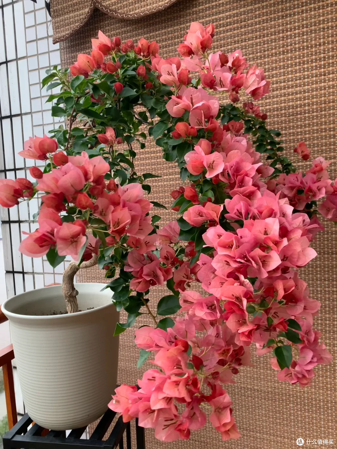 三角梅有“5怕”，难怪只长叶不开花，及时纠正，开花一茬接一茬