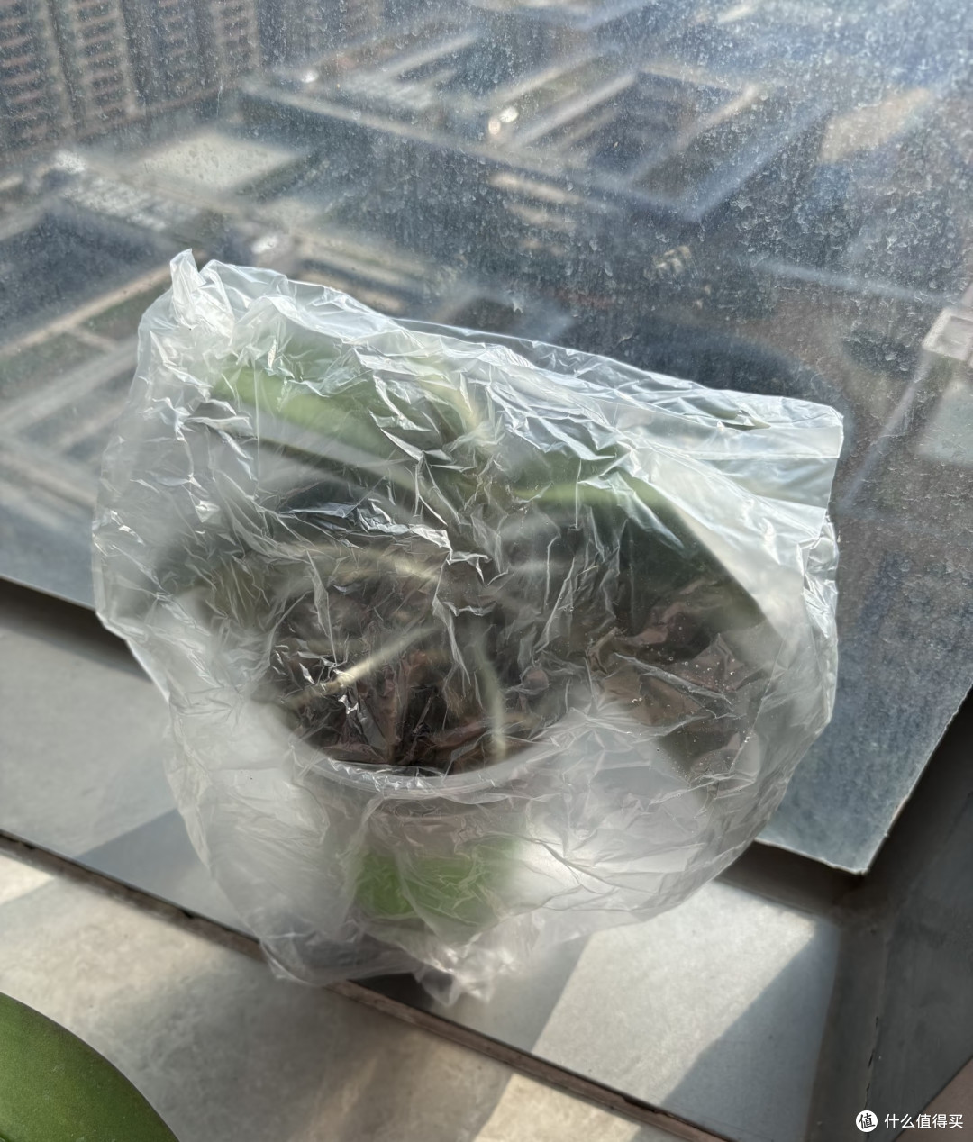 跟玩邪修养蝴蝶兰的人拼了,看似没啥用的,在他们那却是大宝贝!