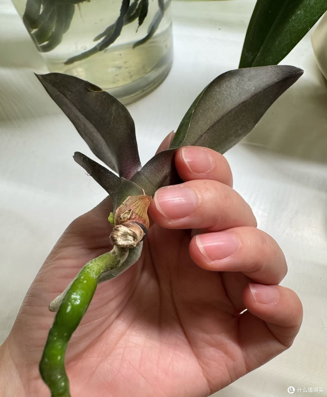 跟玩邪修养蝴蝶兰的人拼了,看似没啥用的,在他们那却是大宝贝!