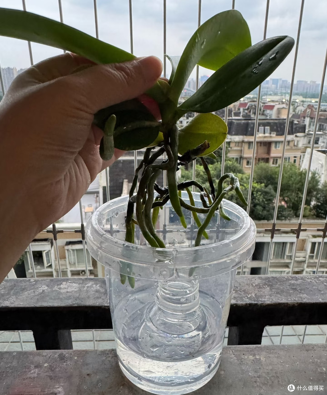 跟玩邪修养蝴蝶兰的人拼了,看似没啥用的,在他们那却是大宝贝!