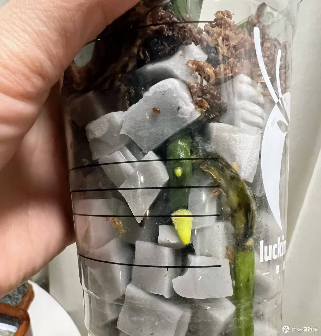 跟玩邪修养蝴蝶兰的人拼了,看似没啥用的,在他们那却是大宝贝!