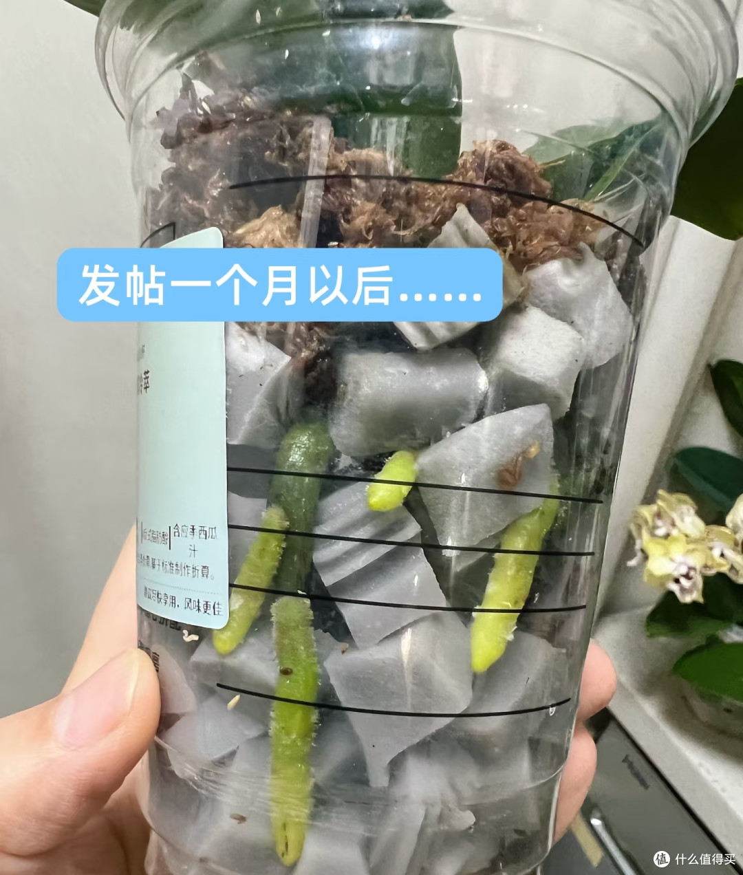 跟玩邪修养蝴蝶兰的人拼了,看似没啥用的,在他们那却是大宝贝!