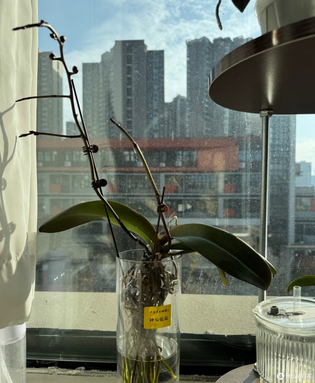 跟玩邪修养蝴蝶兰的人拼了,看似没啥用的,在他们那却是大宝贝!