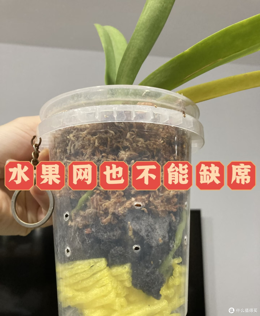 跟玩邪修养蝴蝶兰的人拼了,看似没啥用的,在他们那却是大宝贝!