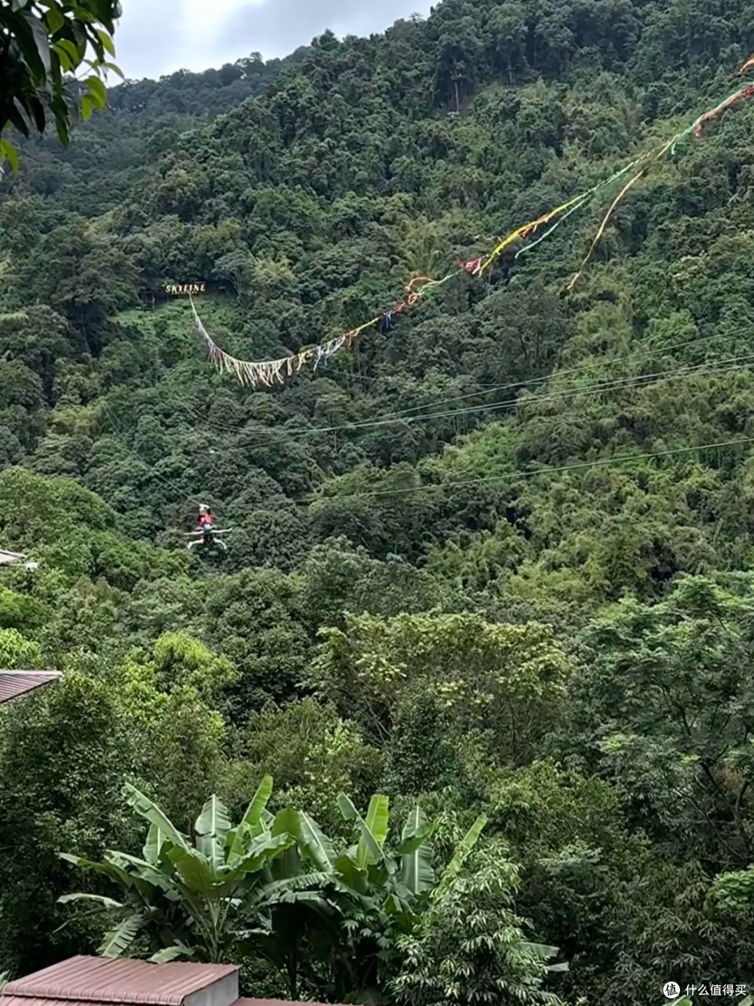 高空滑行，遇见雨林深处的美景