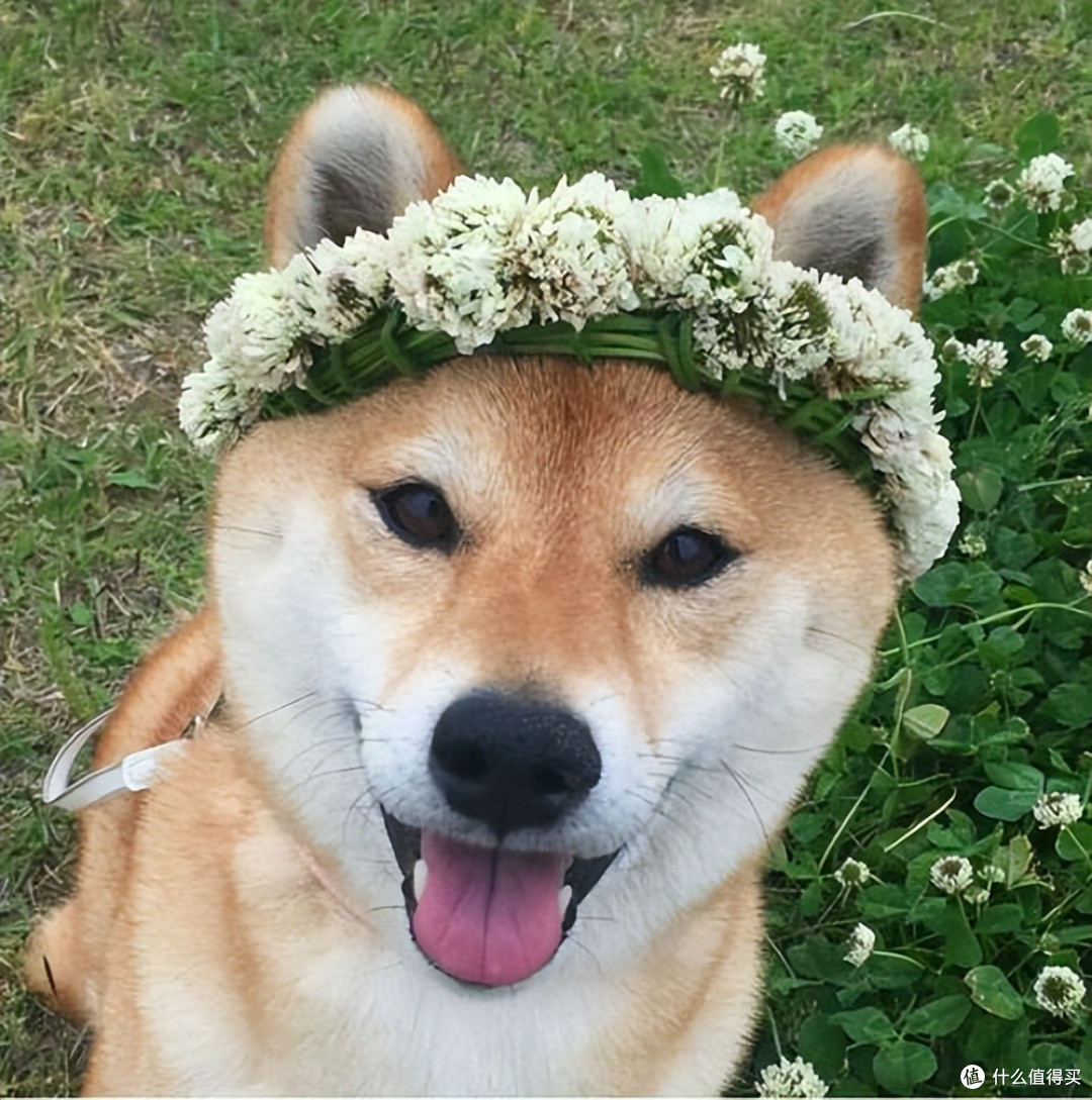 2026年4月柴犬狗粮推荐!新手直接抄作业