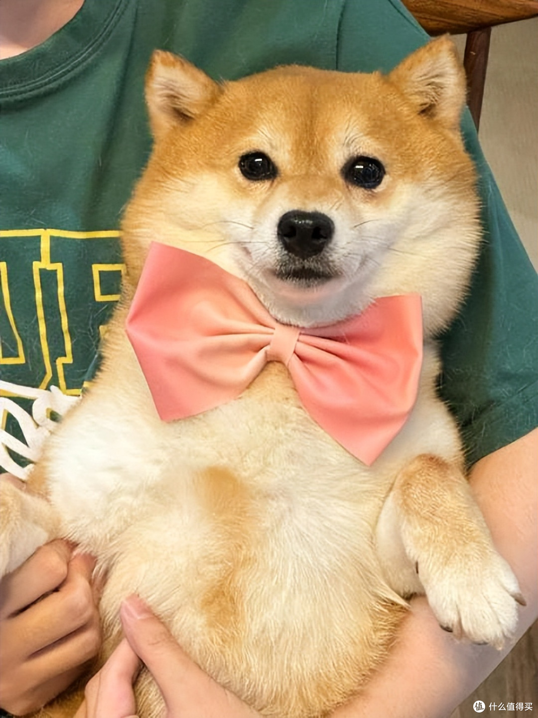 2026年4月柴犬狗粮推荐!新手直接抄作业