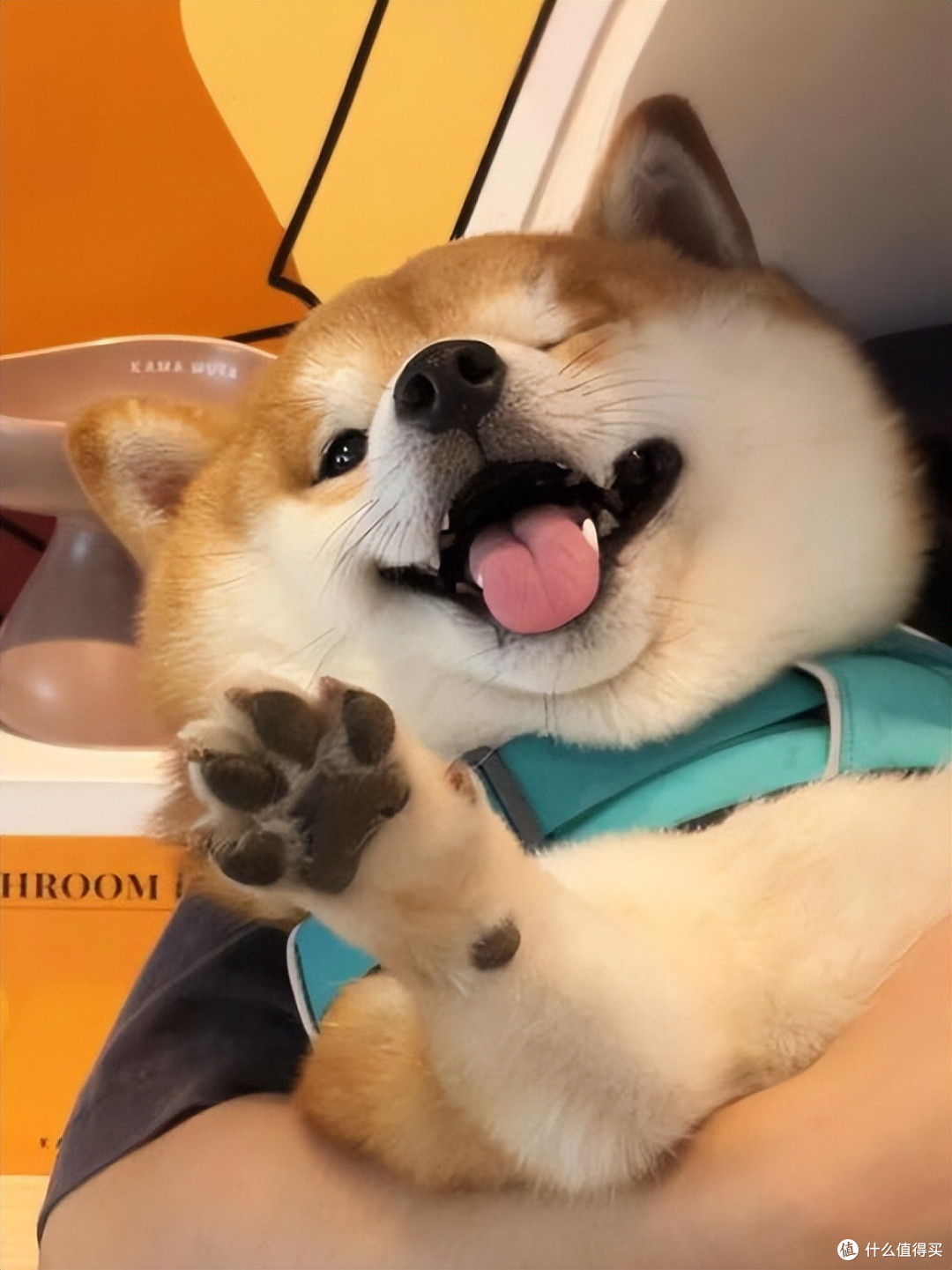 2026年4月柴犬狗粮推荐!新手直接抄作业