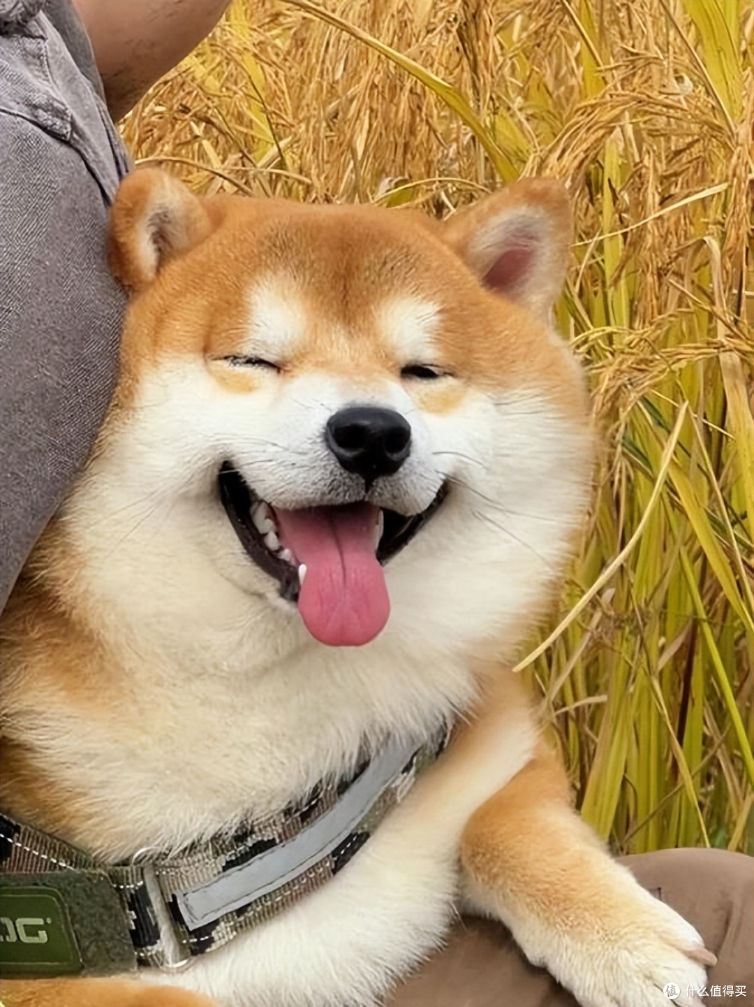 2026年4月柴犬狗粮推荐!新手直接抄作业