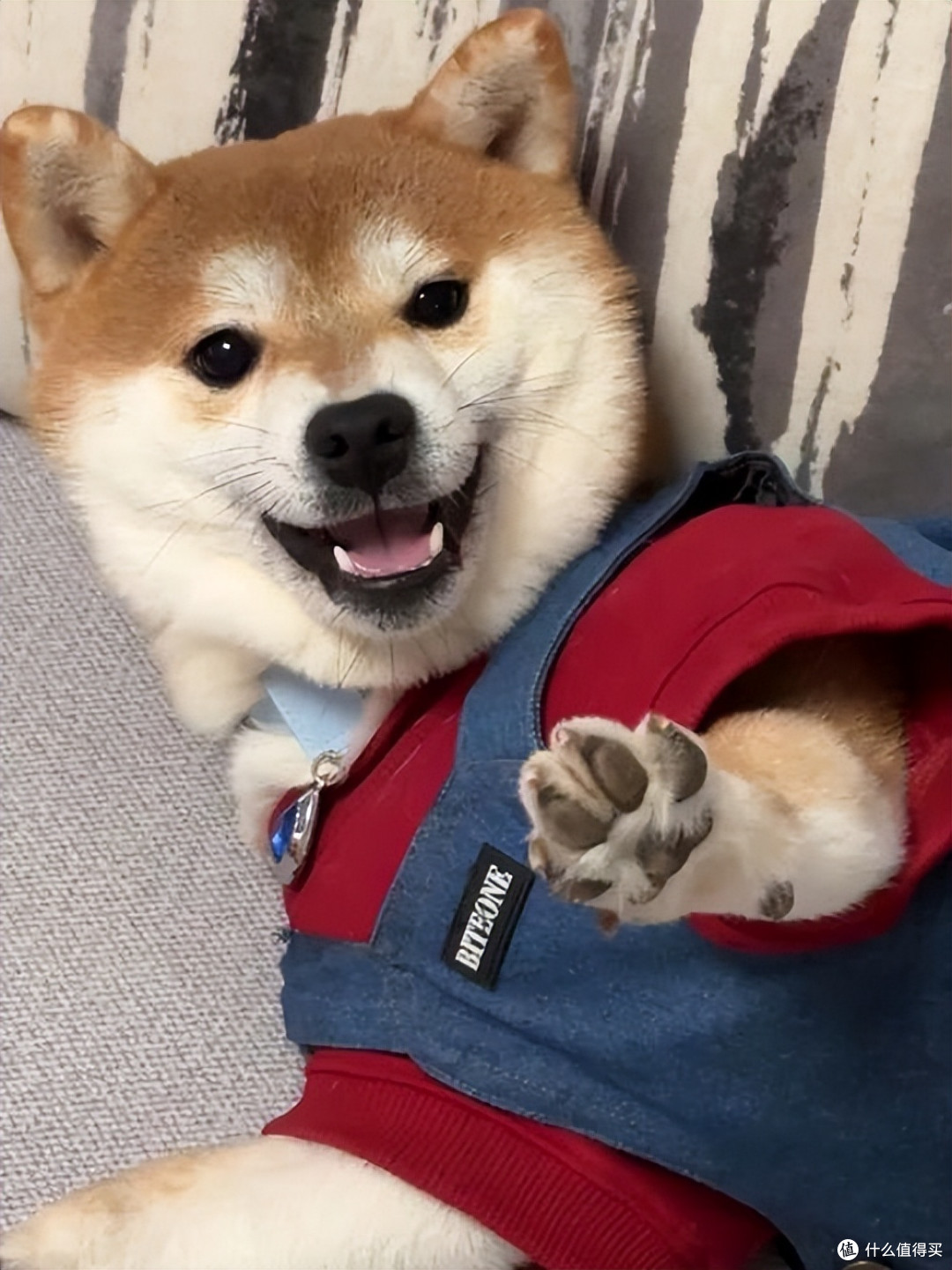 2026年4月柴犬狗粮推荐!新手直接抄作业