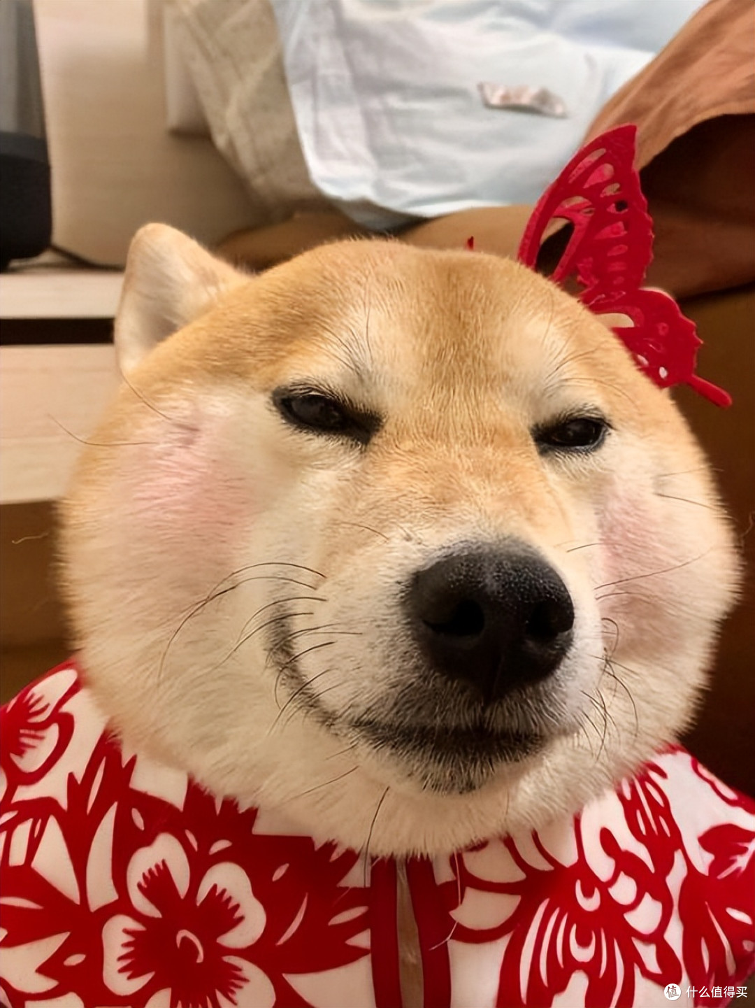 2026年4月柴犬狗粮推荐!新手直接抄作业
