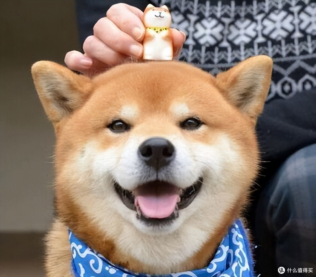 2026年4月柴犬狗粮推荐!新手直接抄作业