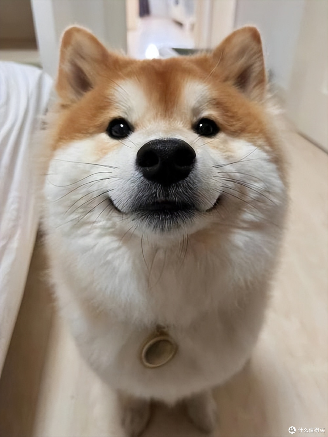 2026年4月柴犬狗粮推荐!新手直接抄作业