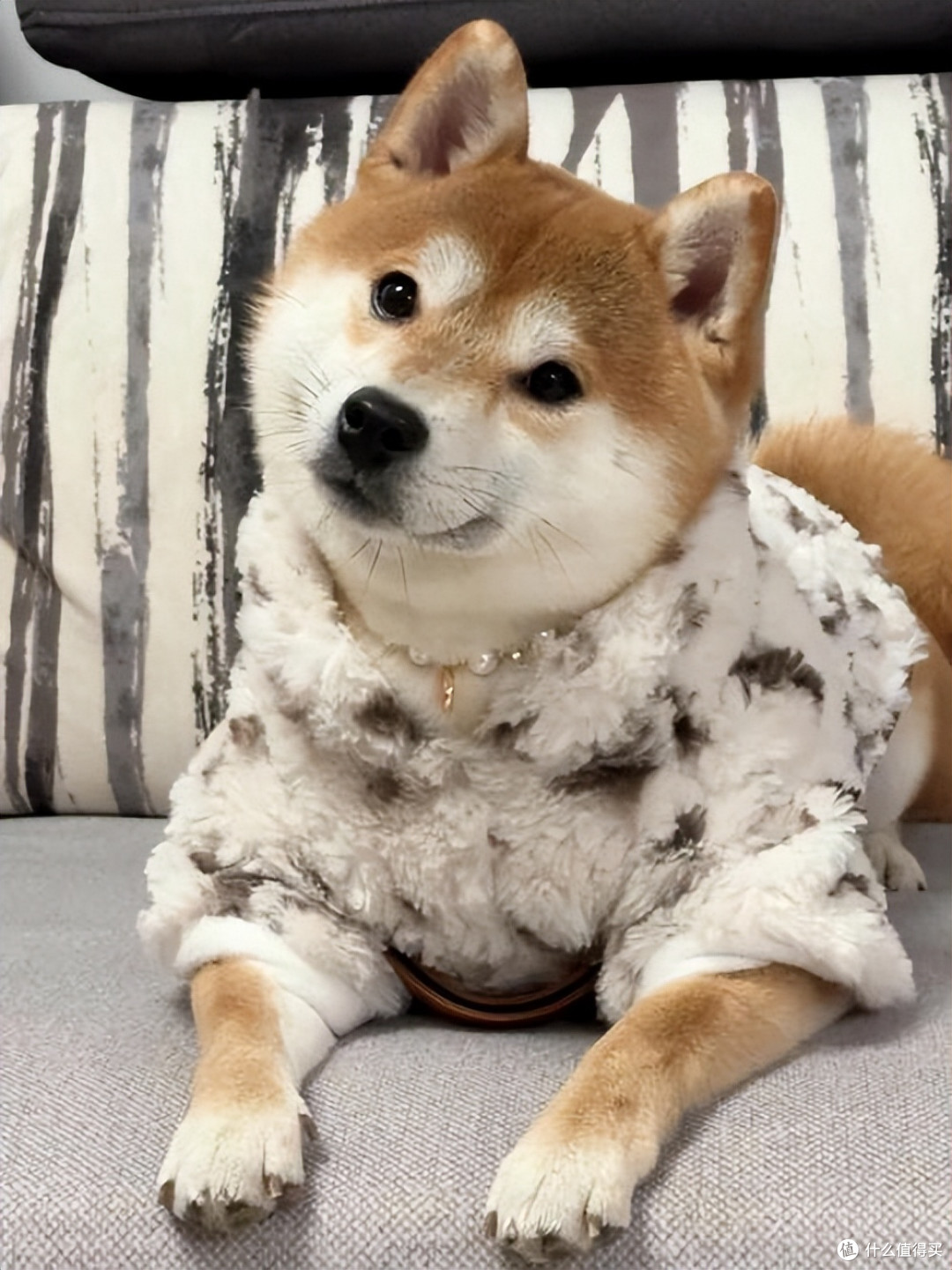 2026年4月柴犬狗粮推荐!新手直接抄作业