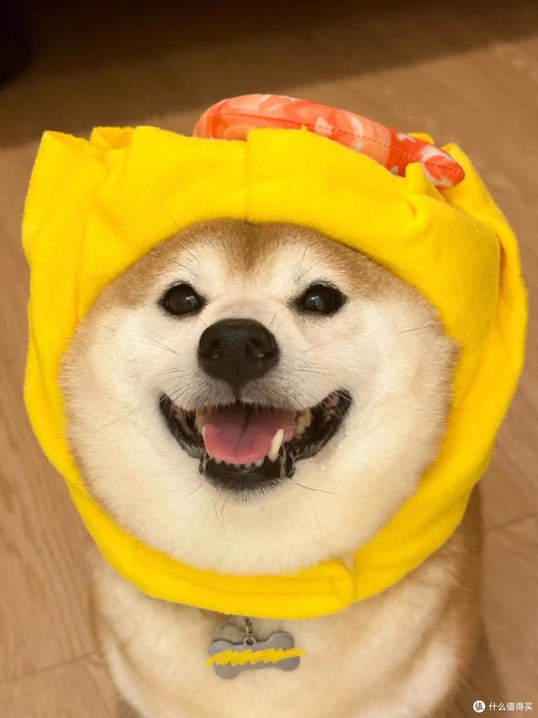 2026年4月柴犬狗粮推荐!新手直接抄作业