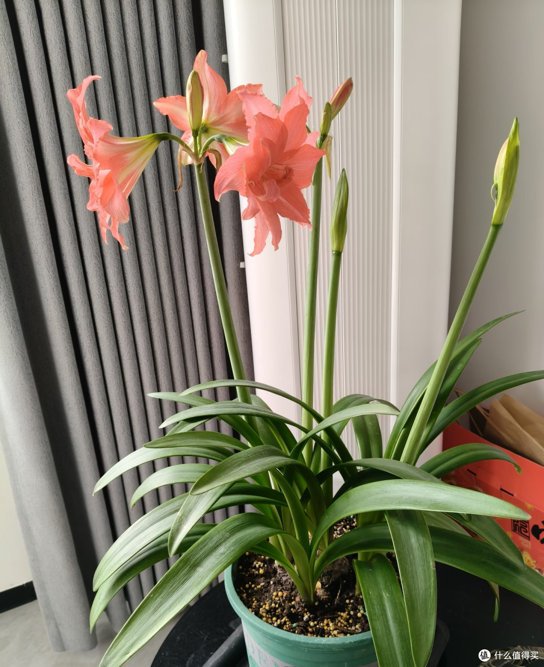 浙江女子的朱顶红“太会长了”,球美花美,花友:太乖太好看了!