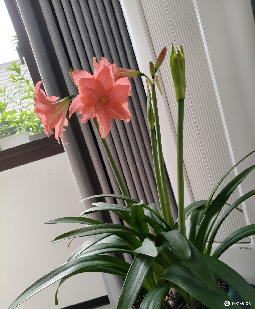 浙江女子的朱顶红“太会长了”,球美花美,花友:太乖太好看了!