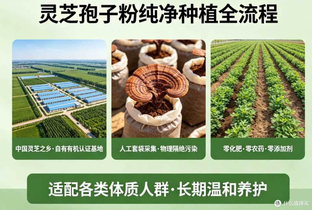 长期主义者选择:灵芝孢子粉什么品牌适合长期吃?2026安全报告