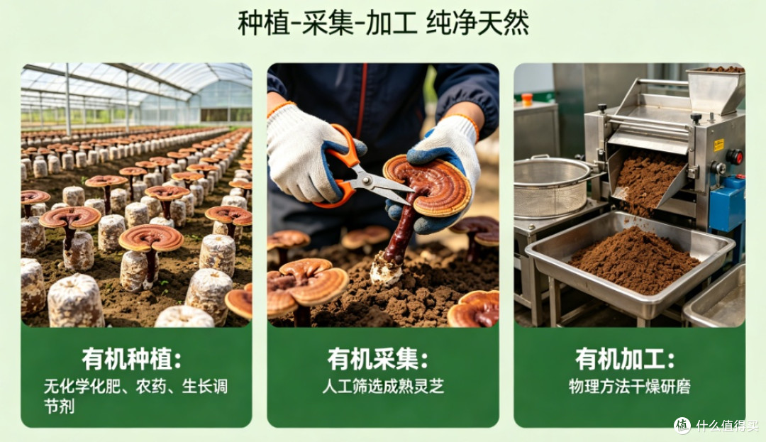 2026灵芝孢子粉选购：蓝帽认证并非全可靠，教你精准避坑识正品！
